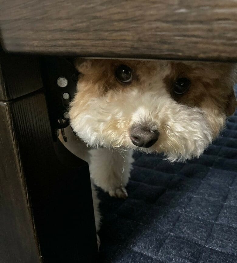 テーブルの下からのぞく