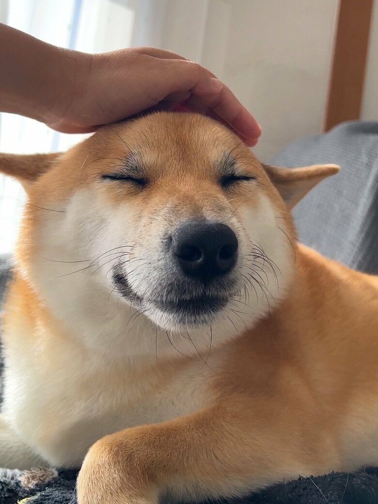 もうすぐなでられる