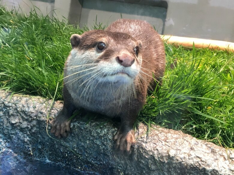 コツメカワウソ（提供：サンシャイン水族館）