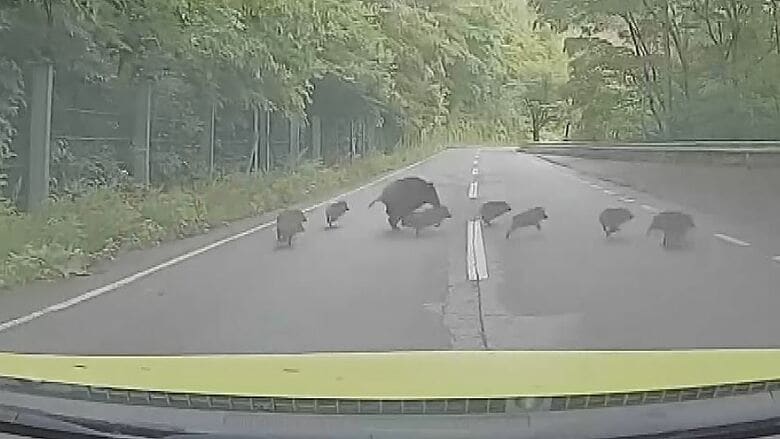 道路を横切り山中へ