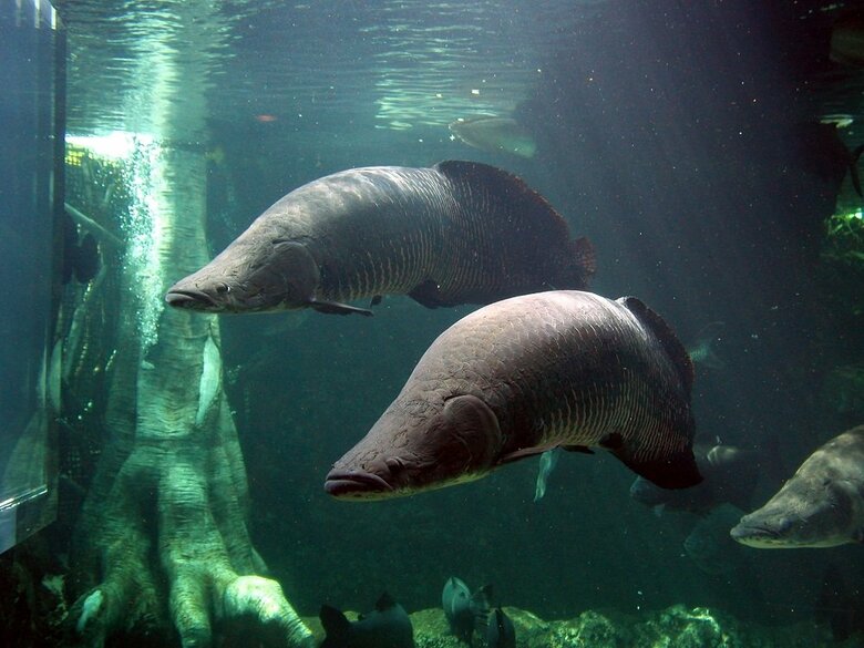 1億年以上も前から姿形がほとんど変わらないという（提供：栃木県なかがわ水遊園）