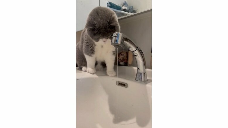 流れる水を見つめる八海山くん（提供：八海山くんの飼い主さんTwitterアカウント）