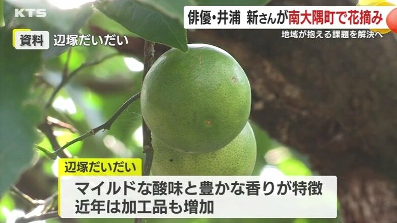 マイルドな酸味と豊かな香りが特徴の「辺塚だいだい」