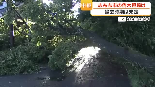 【中継動画】鹿児島・志布志市の倒木現場は　撤去時期は未定