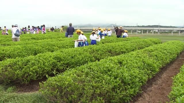 北陸最大のお茶の産地…加賀市打越町で新茶の摘み取り始まる 一番茶は緑茶等に加工後6/5ごろから販売