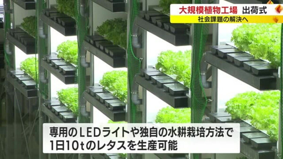 世界最大規模の植物工場 出荷開始で記念式典 LEDで無農薬レタス…洗わず