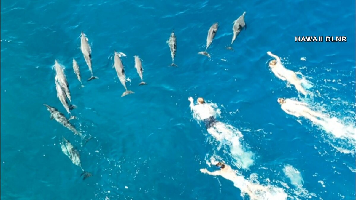 警告】“イルカハラスメント”発生 33人のスイマーが接近して執拗に