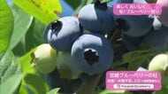 今年は自分でつくるスイーツが登場　ブルーベリー狩り【トレリン】