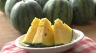 「口の中で溶けていく」夏の味覚・特産『朝日スイカ』、収穫始まり直売所に並ぶ　今年は例年より糖度高め