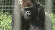 レアメタル採掘等で絶滅危機…『世界ゴリラの日』環境保護のためスマホ回収ボックス設置 日本モンキーセンター