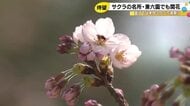 金沢は4/3頃満開か…最高気温20度超の兼六園でもサクラが開花 31日は雨の予報で満開遅れる可能性も