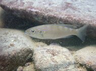 魚にもある「右利き」「左利き」…いつなるのか長年の謎が解明! そもそも多いのはどっち?研究者に聞いた