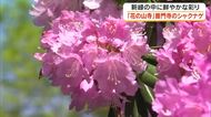 「花の山寺」真庭市の普門寺に約１５０株のシャクナゲが鮮やかな彩りを演出　遅咲きの桜との競演も【岡山】