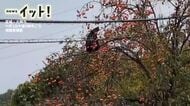 【クマ映像】民家の庭先で“柿もぐもぐ”クマが木の上にとどまる「ただならぬオーラ」〈宮城・大崎市〉