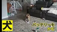【▶動画はこちら】モバイルバッテリー発火の原因は…飼い犬がかんでいた 消防署員の犬が“大失態” アメリカ・ノースカロライナ州