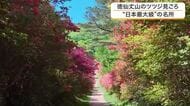 【ドローン映像】まるで“赤いじゅうたん”　気仙沼市の徳仙丈山でおよそ５０万本のツツジが見頃に〈宮城〉