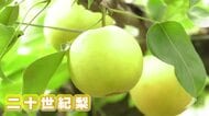 「秋の味覚」　二十世紀梨の収穫はじまる　こまめな水やりで、玉太りの良い甘い梨に　広島・三次市　　　　
