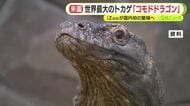 世界最大のトカゲ・コモドドラゴンがついにiZooにやってくる！　オスとメスを受け入れ国内初の繁殖めざし