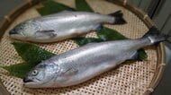 “ベニザケの陸上養殖”にNTT東日本などが成功!“天然物”とどう違う?試験販売での反響を聞いた