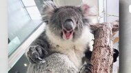 人間と同じ?! 「近づくな」 メスのコアラが見せたサイン