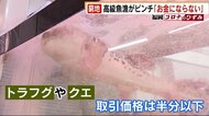 コロナのひずみ　高級魚漁がピンチ！　漁師「お金にならない」　…