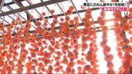 青空に「柿のれん」鮮やか 晩秋の風物詩「市田柿」作り始まる 大きさも糖度も上々