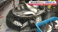 サケ・サンマが不漁 かわりにブリやマグロが…北海道の海に異変 「魚種交代」か