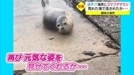 珍客 海流に流され?隠岐にアザラシ出現のワケ・・・目撃情報途絶える(島根・隠岐)