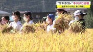 小学生が“サキホコレ”の手刈りに挑戦 秋田・横手市