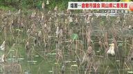 コメや野菜にも被害…県管理の水門不具合などで農業用水に塩分　倉敷市議会議長らが県に対応求める【岡山】