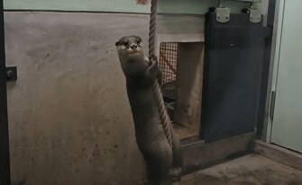 ロープをくわえて回転し続けるコツメカワウソがすごい 目は回らないの 飼育員に聞いた