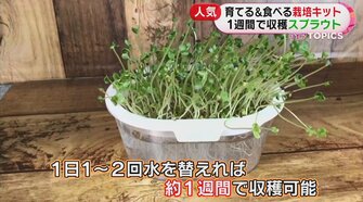 ホワイトアスパラにサトウキビも おうちで育てて収穫 栽培キット が人気