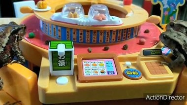 カエルは“回転寿司”でめっちゃ食べる!? エサをクルクル回すのは習性が関係していた