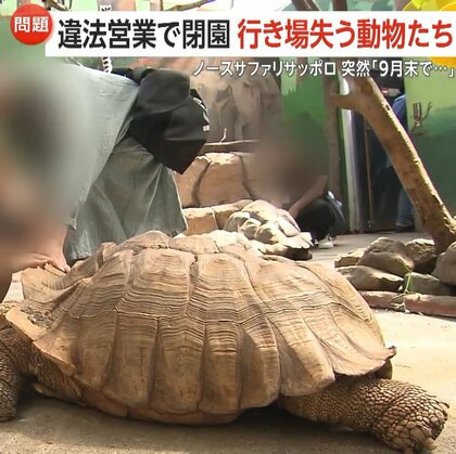 行き場失う500匹の動物たち…北海道の動物園「ノースサファリサッポロ」違法営業で9月末閉園　静岡県に移転検討も「お引き受けするような代物ではない」