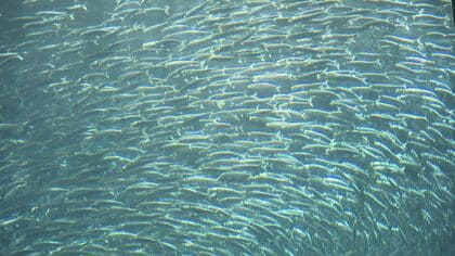 約1万匹のイワシが8時間かけて大移動！傷つけないようバケツリレーで水槽に【福岡発】