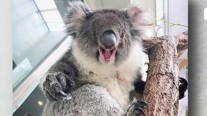 人間と同じ?! ｢近づくな｣  メスのコアラが見せたサイン