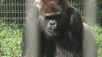 レアメタル採掘等で絶滅危機…『世界ゴリラの日』環境保護のためスマホ回収ボックス設置 日本モンキーセンター