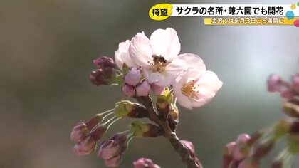 金沢は4/3頃満開か…最高気温20度超の兼六園でもサクラが開花 31日は雨の予報で満開遅れる可能性も