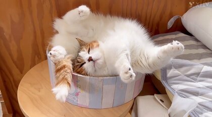 「異次元の寝相」アクロバティックな寝方をする猫に驚き…苦しくないの？いつものことなのか飼い主に聞いた
