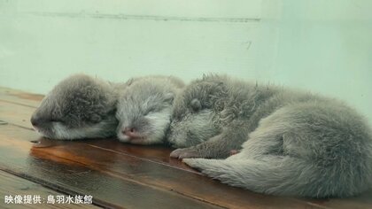 ふわふわ！カワウソの3つ子赤ちゃんが大人気