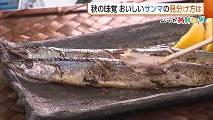 【秋の味覚】“サンマ”今年は不漁で小ぶりも「うまみ強く脂のっている」　おいしいサンマの見分け方は…“目”に注目！新潟
