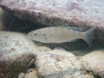 魚にもある「右利き」「左利き」…いつなるのか長年の謎が解明! そもそも多いのはどっち?研究者に聞いた