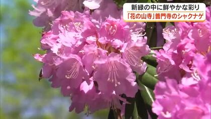 「花の山寺」真庭市の普門寺に約１５０株のシャクナゲが鮮やかな彩りを演出　遅咲きの桜との競演も【岡山】