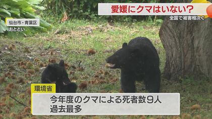 「愛媛にクマは本当にいないのか？」53年前に小田町で捕獲されたツキノワグマを最後に生息確認なし【愛媛発】