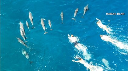 【警告】“イルカハラスメント”発生　33人のスイマーが接近して執拗に追いかけ…ハワイ州当局が厳重注意