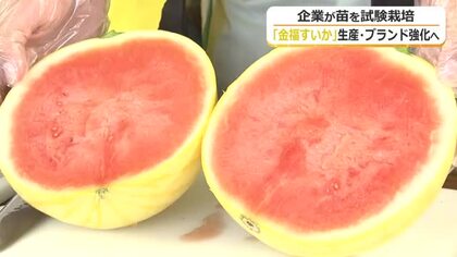 “縁起良い”贈答用として注目の「金福スイカ」　生産拡大に向け民間企業でも苗育成　今年から秋篠宮家へ献上