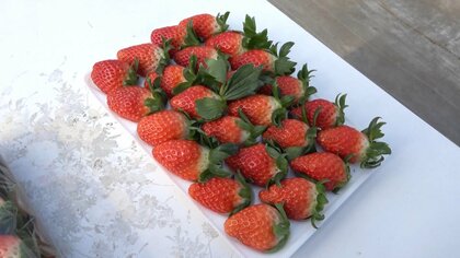 クリスマスケーキがピンチ！暖冬でイチゴの収穫時期がずれ込み12月末にはイチゴ不足に？「4割から6割減っちゃう」