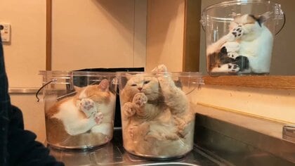 透明バケツにすっぽり収まる“脱力系”猫3匹に癒される…飼い主「絶景が見られるようになりました」