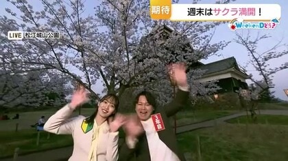 WeekenDどう？国宝松江城で桜満開！ご当地クラフトビールや地酒で乾杯　3日は絶好の花見日和に