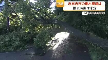 【中継動画】鹿児島・志布志市の倒木現場は　撤去時期は未定